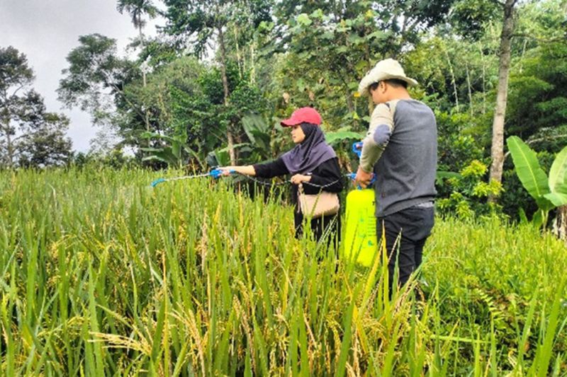 Musuh tersembunyi swasembada pangan bernama nematoda