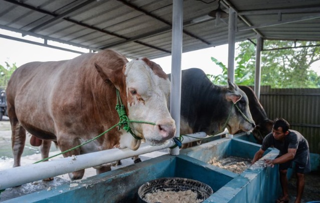 Presiden Prabowo kurban sapi seberat 1 ton di Natuna Presiden Prabowo kurban sapi seberat 1 ton di Natuna