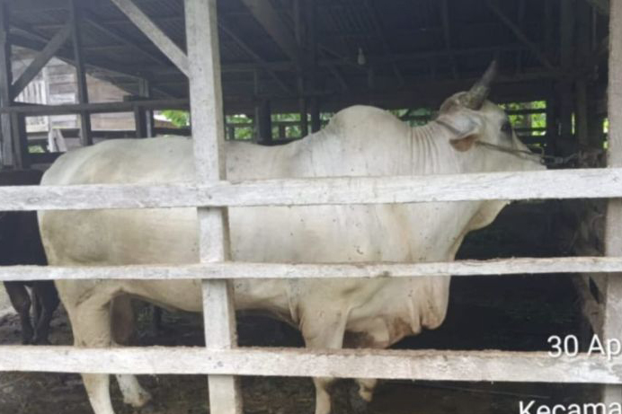 Sapi kurban dari Presiden RI untuk Padang Pariaman dari peternak lokal Sapi kurban dari Presiden RI untuk Padang Pariaman dari peternak lokal