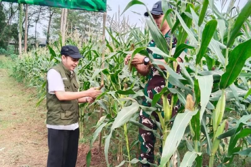 Pemkot Tangerang apresiasi TNI panen jagung di lahan tidur dua hektare Pemkot Tangerang apresiasi TNI panen jagung di lahan tidur dua hektare
