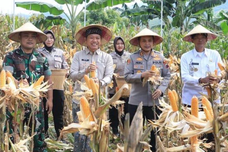 Polres Kudus panen jagung di lahan Perhutani Polres Kudus panen jagung di lahan Perhutani