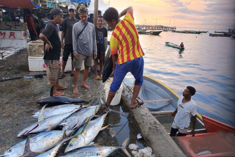 Hasil tangkapan ikan nelayan Kota Jayapura tahun 2024 capai 45.085 ton Hasil tangkapan ikan nelayan Kota Jayapura tahun 2024 capai 45.085 ton