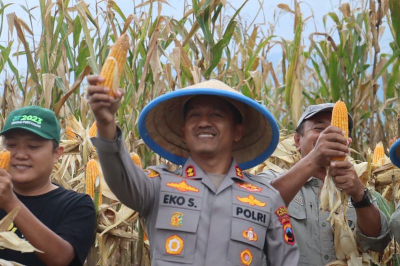 Polres Pemalang panen jagung hibrida di lahan Perkebunan Technopark