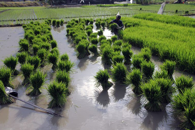 Revisi Perpres 59/2019 dan urgensi menyelamatkan sawah Indonesia Revisi Perpres 59/2019 dan urgensi menyelamatkan sawah Indonesia