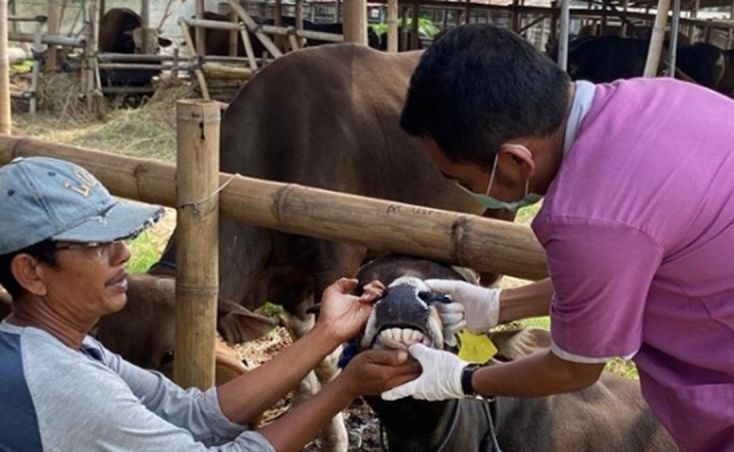 DKI ingatkan cara tangani limbah hewan kurban ramah lingkungan DKI ingatkan cara tangani limbah hewan kurban ramah lingkungan