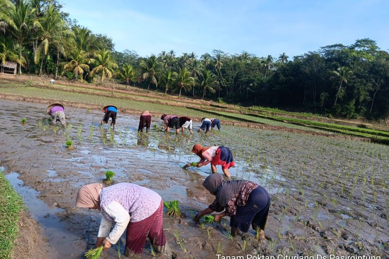 Pemkab Lebak lakukan percepatan tanam dukung swasembada pangan Pemkab Lebak lakukan percepatan tanam dukung swasembada pangan