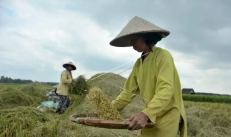 Produksi padi Sumsel tetap terjaga selama musim kemarau Produksi padi Sumsel tetap terjaga selama musim kemarau