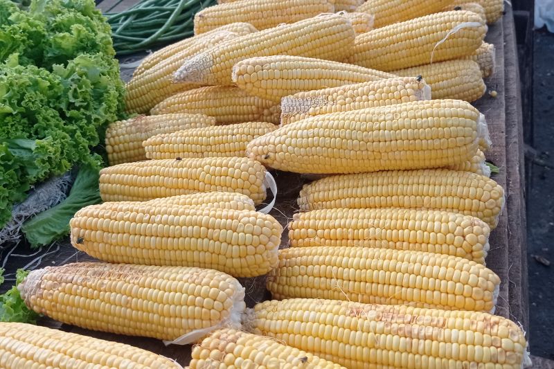 Produksi jagung di Lebak Januari-April 2025 tembus 1.563 ton Produksi jagung di Lebak Januari-April 2025 tembus 1.563 ton