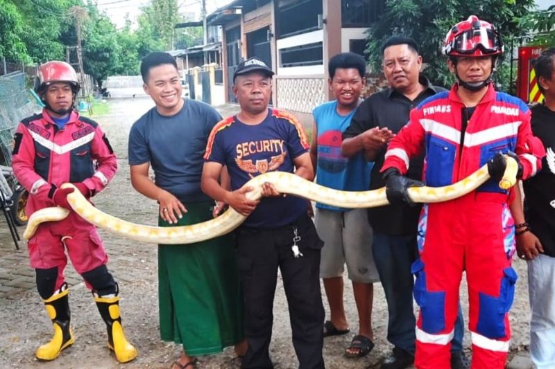 Damkar Makassar tangkap ular piton bersembunyi di mobil warga Damkar Makassar tangkap ular piton bersembunyi di mobil warga