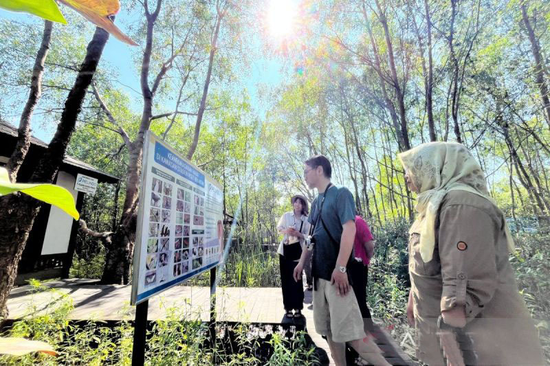 Peneliti Jepang pelajari konservasi bekantan di Pulau Curiak Peneliti Jepang pelajari konservasi bekantan di Pulau Curiak