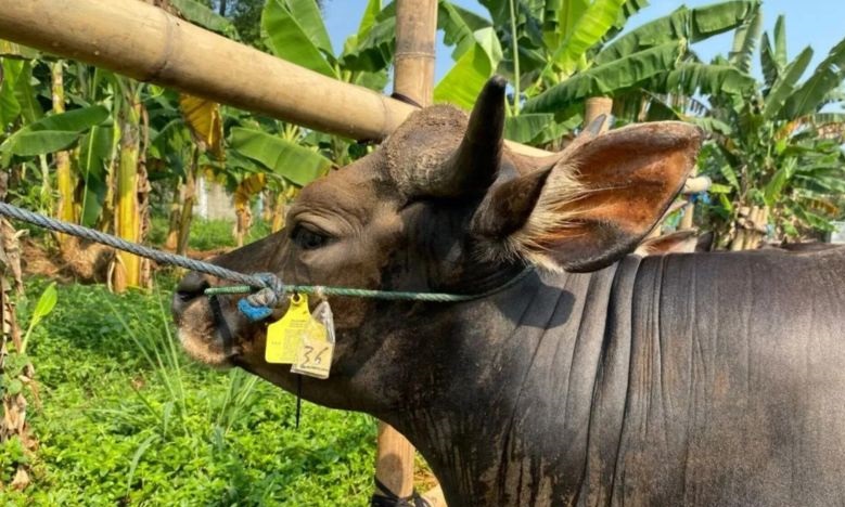 DKI pastikan hewan kurban yang diperiksa di 14 lokasi bebas penyakit DKI pastikan hewan kurban yang diperiksa di 14 lokasi bebas penyakit