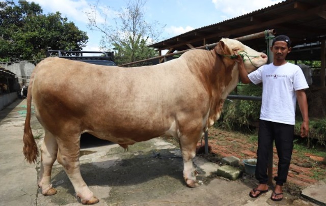 Sapi kurban Presiden asal Kota Tangerang berbobot 1,15 Ton Sapi kurban Presiden asal Kota Tangerang berbobot 1,15 Ton