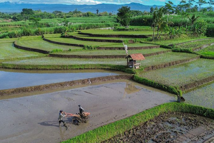 Kesehatan tanah untuk keberlanjutan ekosistem Kesehatan tanah untuk keberlanjutan ekosistem