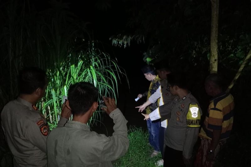 Kapolsek: Seorang warga Tanggamus diserang buaya di Sungai Way Semaka