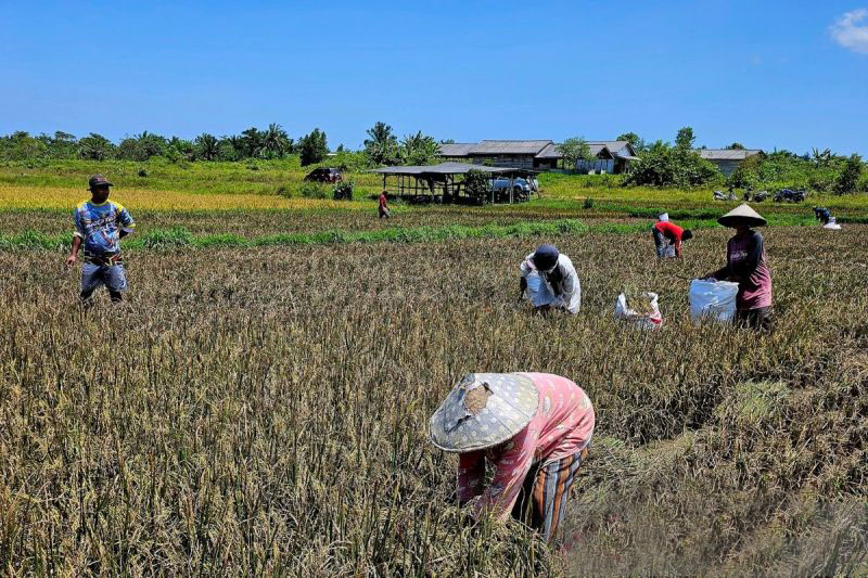 Melangkah untuk mewujudkan kedaulatan pangan di perbatasan