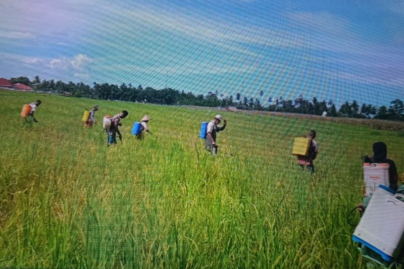 Dinas Pertanian Agam anjurkan petani tanam bibit padi tahan wereng Dinas Pertanian Agam anjurkan petani tanam bibit padi tahan wereng