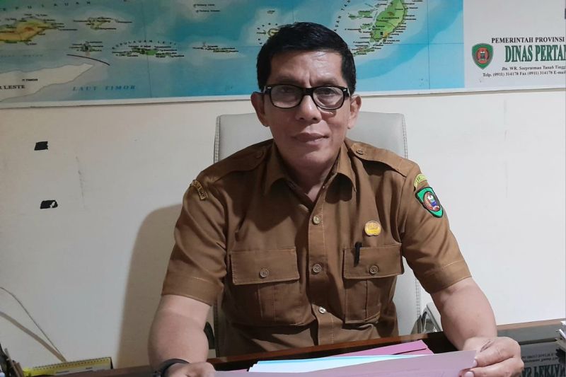 Pemprov Maluku siapkan 17 sapi kurban bantuan Presiden Pemprov Maluku siapkan 17 sapi kurban bantuan Presiden