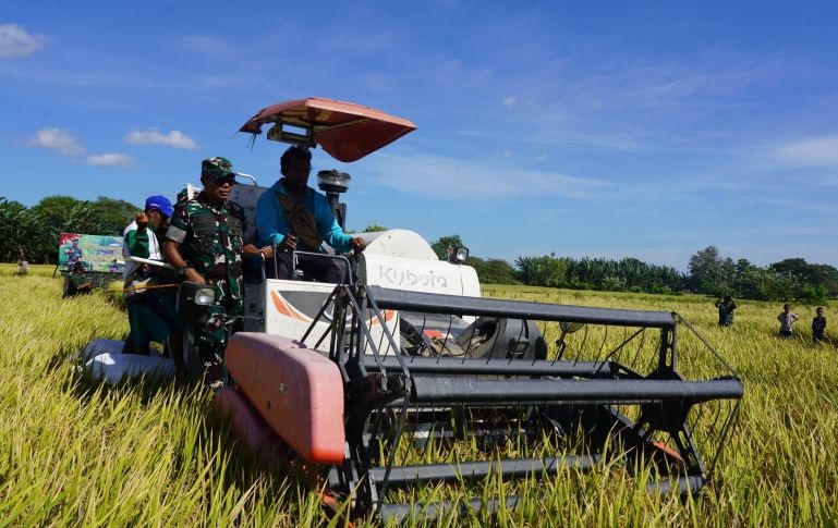 Korem bersama Bulog NTT panen padi di Kabupaten Kupang Korem bersama Bulog NTT panen padi di Kabupaten Kupang