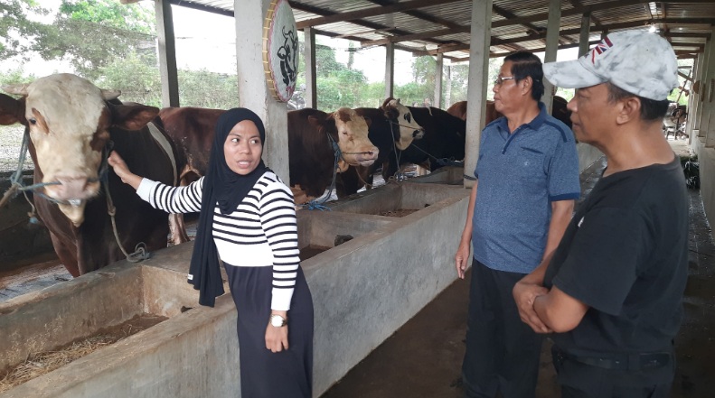 Gigih dan kerja keras, Wulan sukses jadi pengusaha hewan sapi di Boyolali Gigih dan kerja keras, Wulan sukses jadi pengusaha hewan sapi di Boyolali