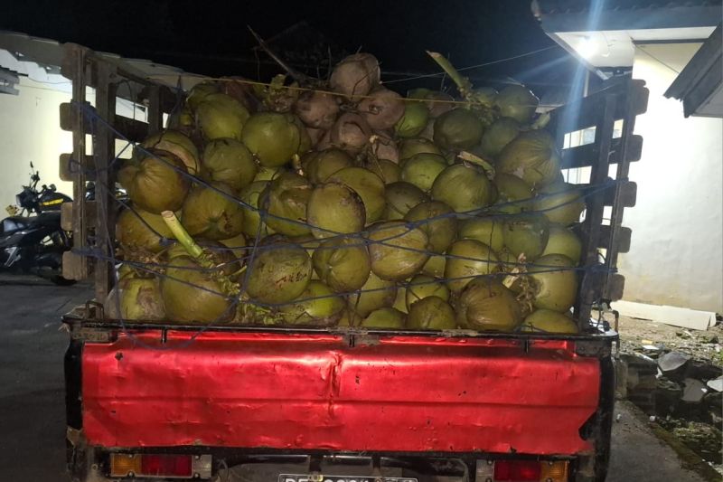 Polisi tangkap tiga pelaku pencuri buah kelapa di Lampung Selatan Polisi tangkap tiga pelaku pencuri buah kelapa di Lampung Selatan