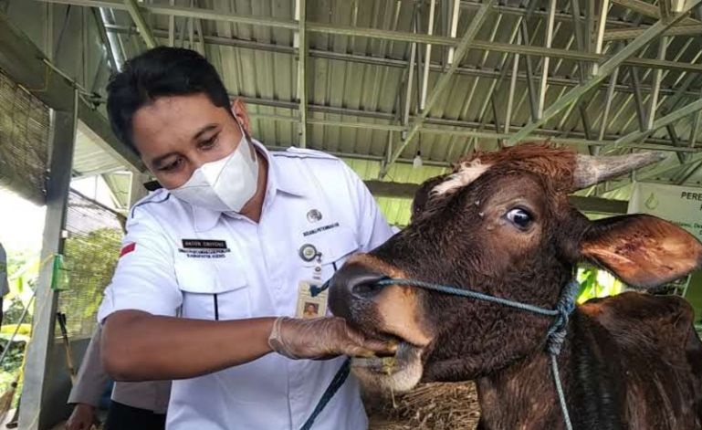 Sebanyak 44 sapi dan kerbau di Kudus sembuh dari PMK Sebanyak 44 sapi dan kerbau di Kudus sembuh dari PMK