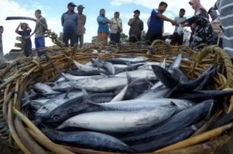 DKP DIY targetkan produksi perikanan tangkap capai 7.000 ton DKP DIY targetkan produksi perikanan tangkap capai 7.000 ton