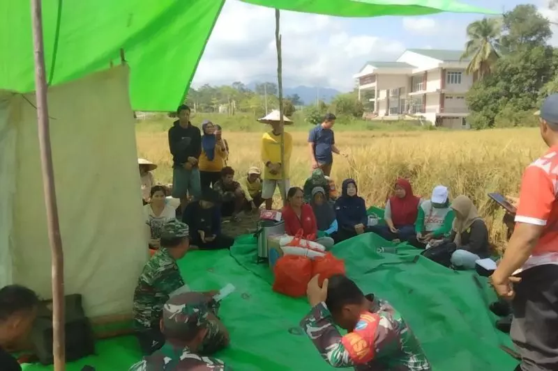 Panen padi bersama di Bengkayang momentum perkuat ketahanan pangan Panen padi bersama di Bengkayang momentum perkuat ketahanan pangan