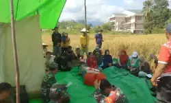 Panen padi bersama di Bengkayang momentum perkuat ketahanan pangan