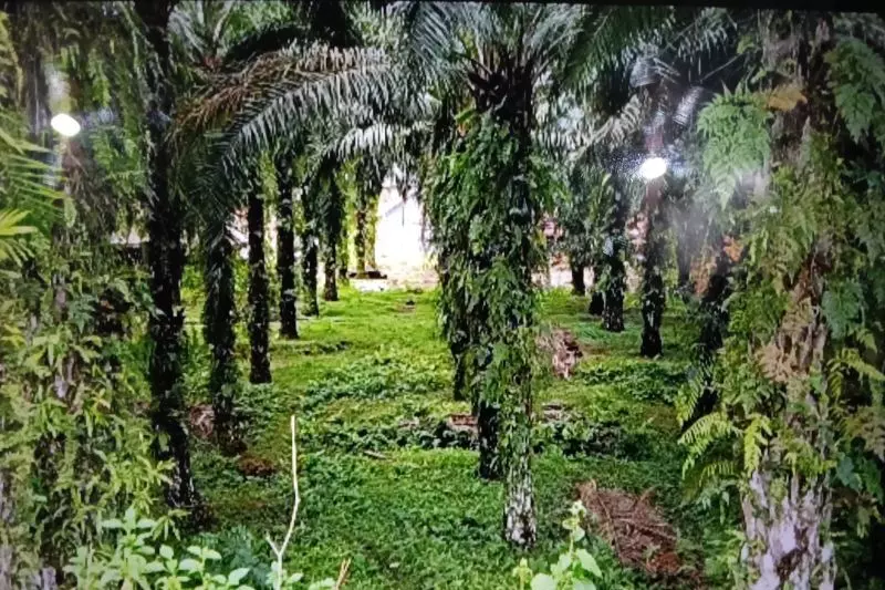 Pasaman Barat prioritaskan peremajaan sawit Pasaman Barat prioritaskan peremajaan sawit