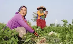 Masa depan pangan di tangan para petani keluarga