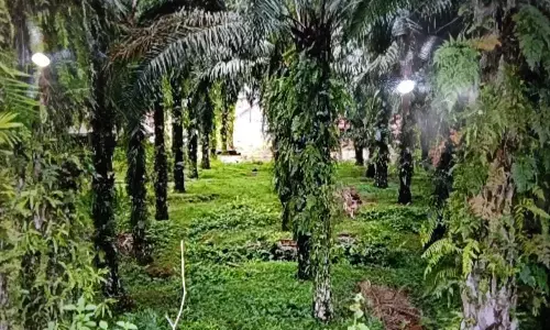 Pasaman Barat prioritaskan peremajaan sawit Pasaman Barat prioritaskan peremajaan sawit