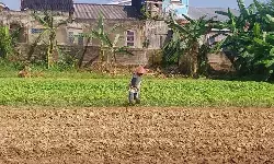 Kebun hijau Kasbiran jadi sumber pemasukan Kebun hijau Kasbiran jadi sumber pemasukan