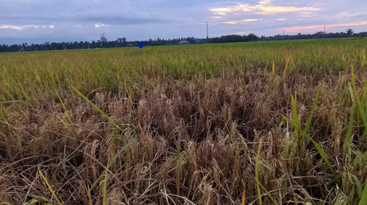 Petani Cot Girek terancam rugi ganda, harga gabah anjlok di tengah serangan wereng Petani Cot Girek terancam rugi ganda, harga gabah anjlok di tengah serangan wereng