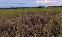 Petani Cot Girek terancam rugi ganda, harga gabah anjlok di tengah serangan wereng Petani Cot Girek terancam rugi ganda, harga gabah anjlok di tengah serangan wereng