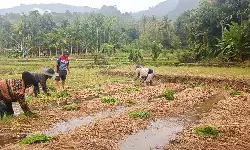 Pertamina Patra Niaga Sumbagut hadirkan pertanian berkelanjutan Pertamina Patra Niaga Sumbagut hadirkan pertanian berkelanjutan