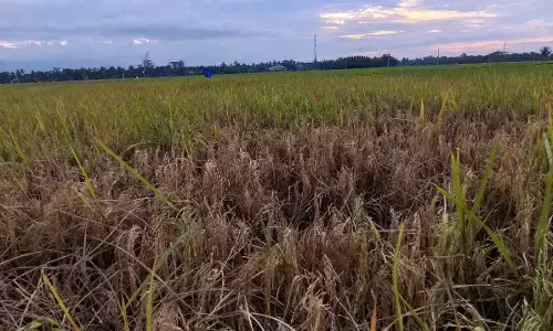 Petani Cot Girek terancam rugi ganda, harga gabah anjlok di tengah serangan wereng Petani Cot Girek terancam rugi ganda, harga gabah anjlok di tengah serangan wereng