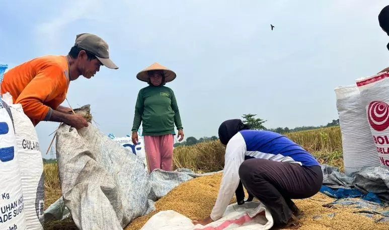 Mentan: Produksi beras nasional surplus 3,7 juta ton di Oktober Mentan: Produksi beras nasional surplus 3,7 juta ton di Oktober
