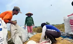 Mentan: Produksi beras nasional surplus 3,7 juta ton di Oktober Mentan: Produksi beras nasional surplus 3,7 juta ton di Oktober