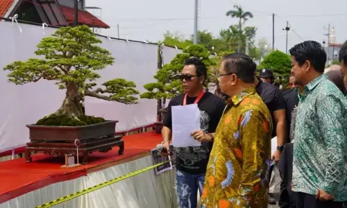 Pameran bonsai upaya dorong pertumbuhan ekonomi kreatif Pameran bonsai upaya dorong pertumbuhan ekonomi kreatif