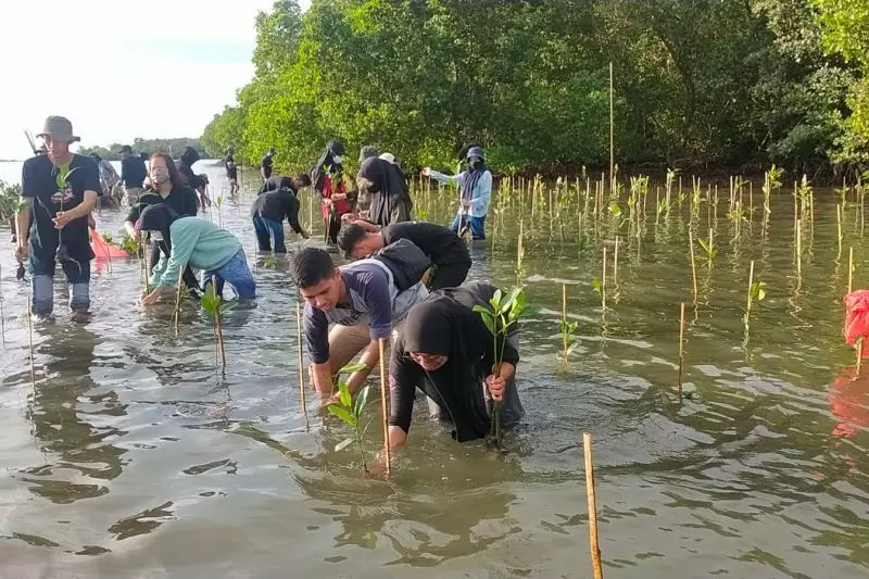 Pemprov Sulsel galakkan penanaman mangrove di empat kabupaten Pemprov Sulsel galakkan penanaman mangrove di empat kabupaten
