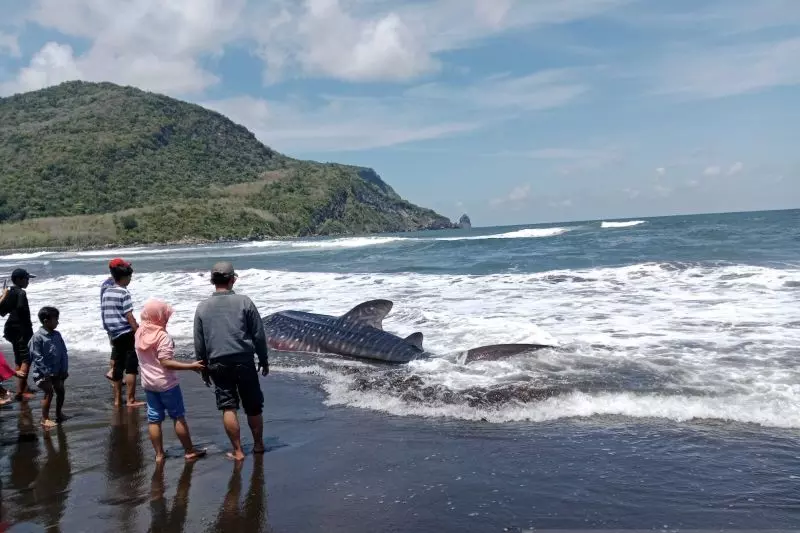 Seekor hiu tutul terdampar di Pantai Pancer Jember Seekor hiu tutul terdampar di Pantai Pancer Jember