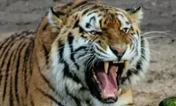 Polisi imbau warga tak beraktivitas hingga malam di hutan kawasan