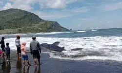 Seekor hiu tutul terdampar di Pantai Pancer Jember