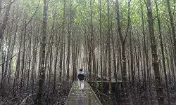Bontang Mangrove Park, eduwisata yang menenangkan pikiran Bontang Mangrove Park, eduwisata yang menenangkan pikiran