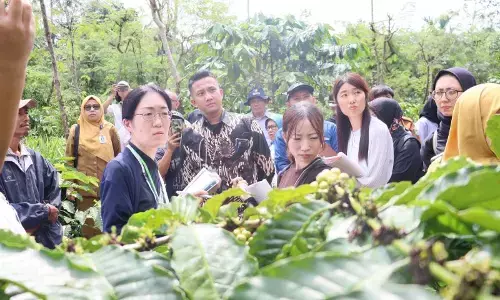 Karantina Lampung pastikan keamanan serta mutu kopi ekspor