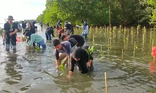 Pemprov Sulsel galakkan penanaman mangrove di empat kabupaten Pemprov Sulsel galakkan penanaman mangrove di empat kabupaten