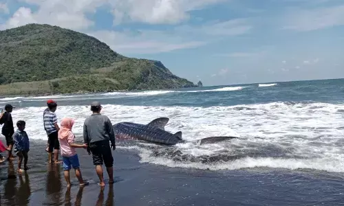 Seekor hiu tutul terdampar di Pantai Pancer Jember Seekor hiu tutul terdampar di Pantai Pancer Jember