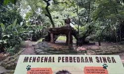 Pengelola percaya solusi Pemkot untuk Bandung Zoo