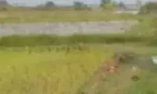 Dalam sepekan, dua warga Kudus meninggal tersengat listrik dari jebakan tikus di sawah Dalam sepekan, dua warga Kudus meninggal tersengat listrik dari jebakan tikus di sawah