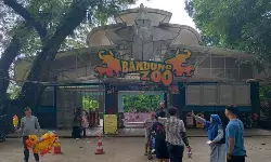 Terdakwa korupsi Bandung Zoo cabut gugatan terhadap Wali Kota